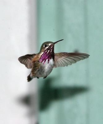 calliope male hummer flying