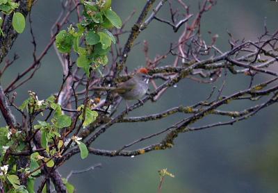 green-tailed towhee