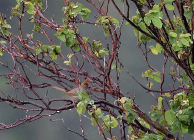 green-tailed towhee