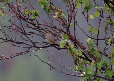 green-tailed towhee rear view