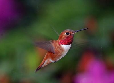 rufous male hovering