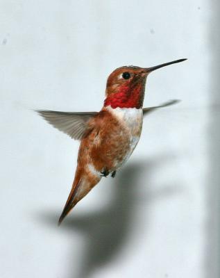rufous male hummer hovering