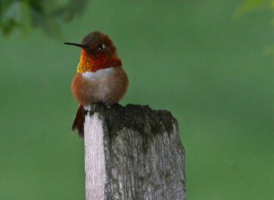 rufous male sitting on a post