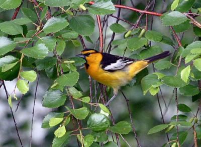 Bullock's oriole Yakima Canyon