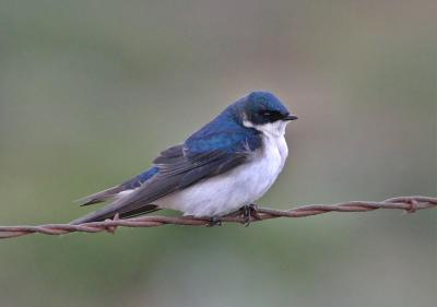 tree swallow Wenas area