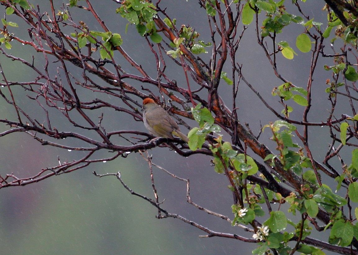 green-tailed towhee rear view