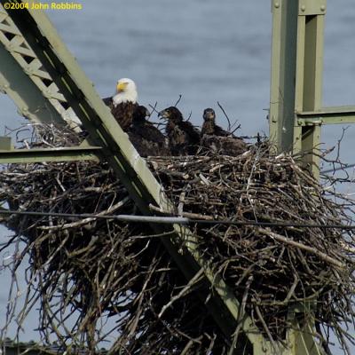 ABE Mom with Nestlings