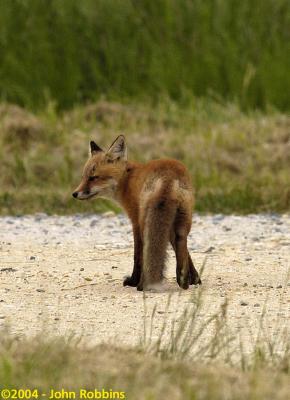 Red Fox Pup