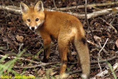 Red Fox Pup (blur)