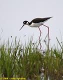 Black Necked Stilt