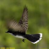 Kingbird on Liftoff