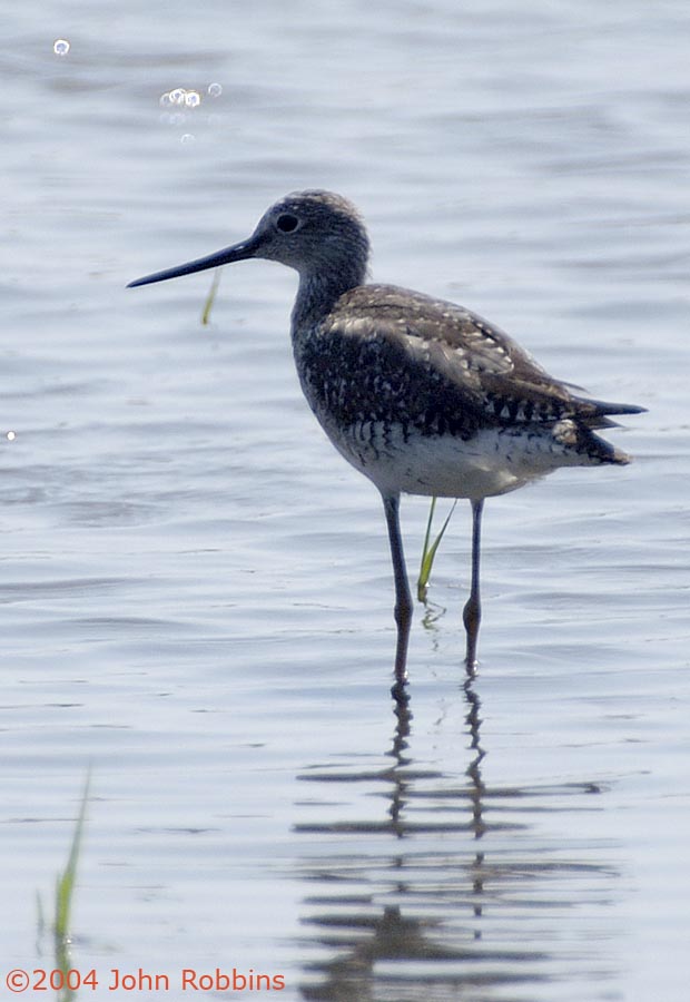 Greater Yellow Legs 1