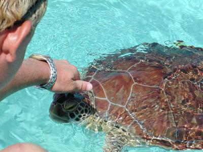 A sea turtle comes up to our boat while snorkeling the reef at Grand Cayman.