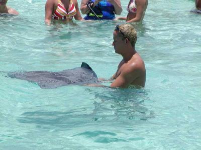 Our guide, Marshall, handles his pet female stingray.