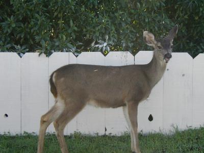 Deer at Monterey