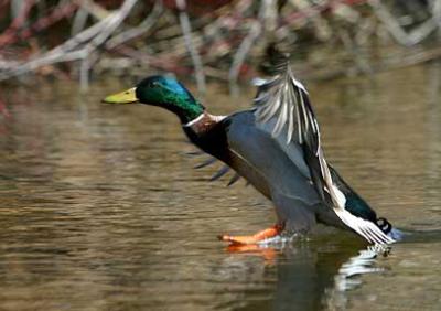 Touchdown - Duck