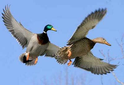 Flight of Fidelity - Ducks