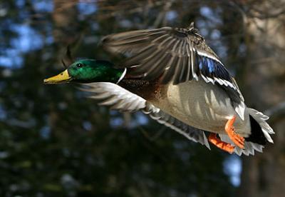 Serious Business - Mallard Duck