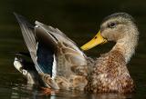 Showing It All - Mallard Duck