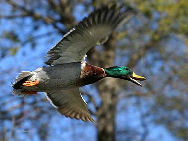 Call To Arms -Duck