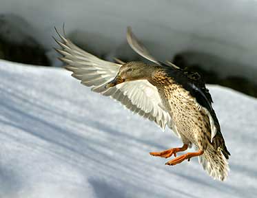 Pristine Nordic Landing - Duck