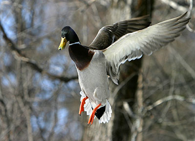 In Plain View - Mallard Duck