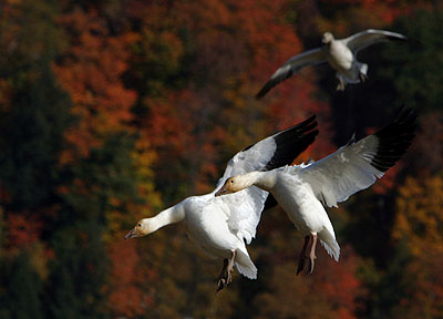 Wild Firely Fling - Greater Snow Geese