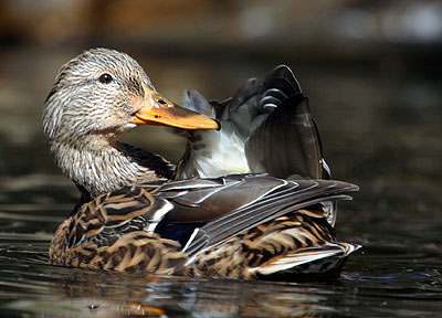 Let Me Tell You A Secret - Mallard Duck