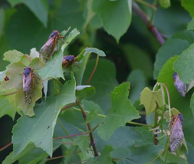 2004 Cicada Invasion, Washington DC Area