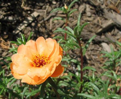 orange flower