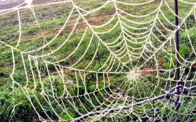 Dew-spangled
