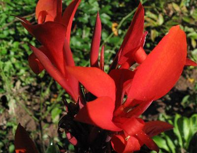 Petal Flame