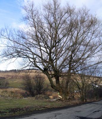 The Tree in Winter