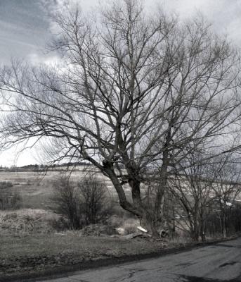 The Tree in Winter b&w