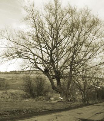 The Tree in Winter sepia