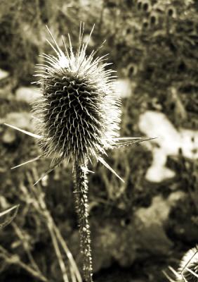 Teasel two