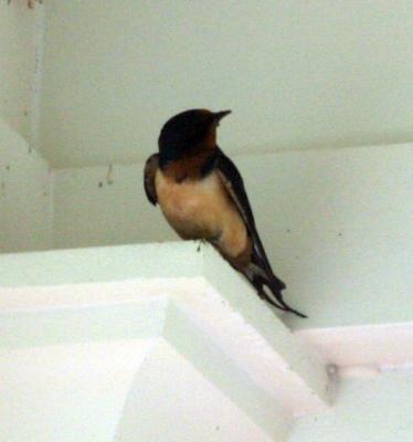 The resident porch bird