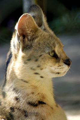 Serval