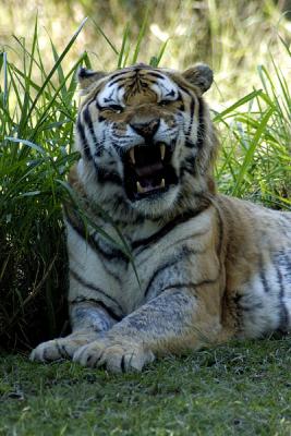 Tigre Siberiano Bravo