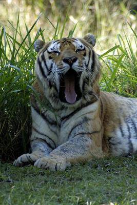 Tigre Siberiano com sono