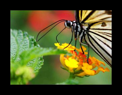  John Hay butterfly garden 1
