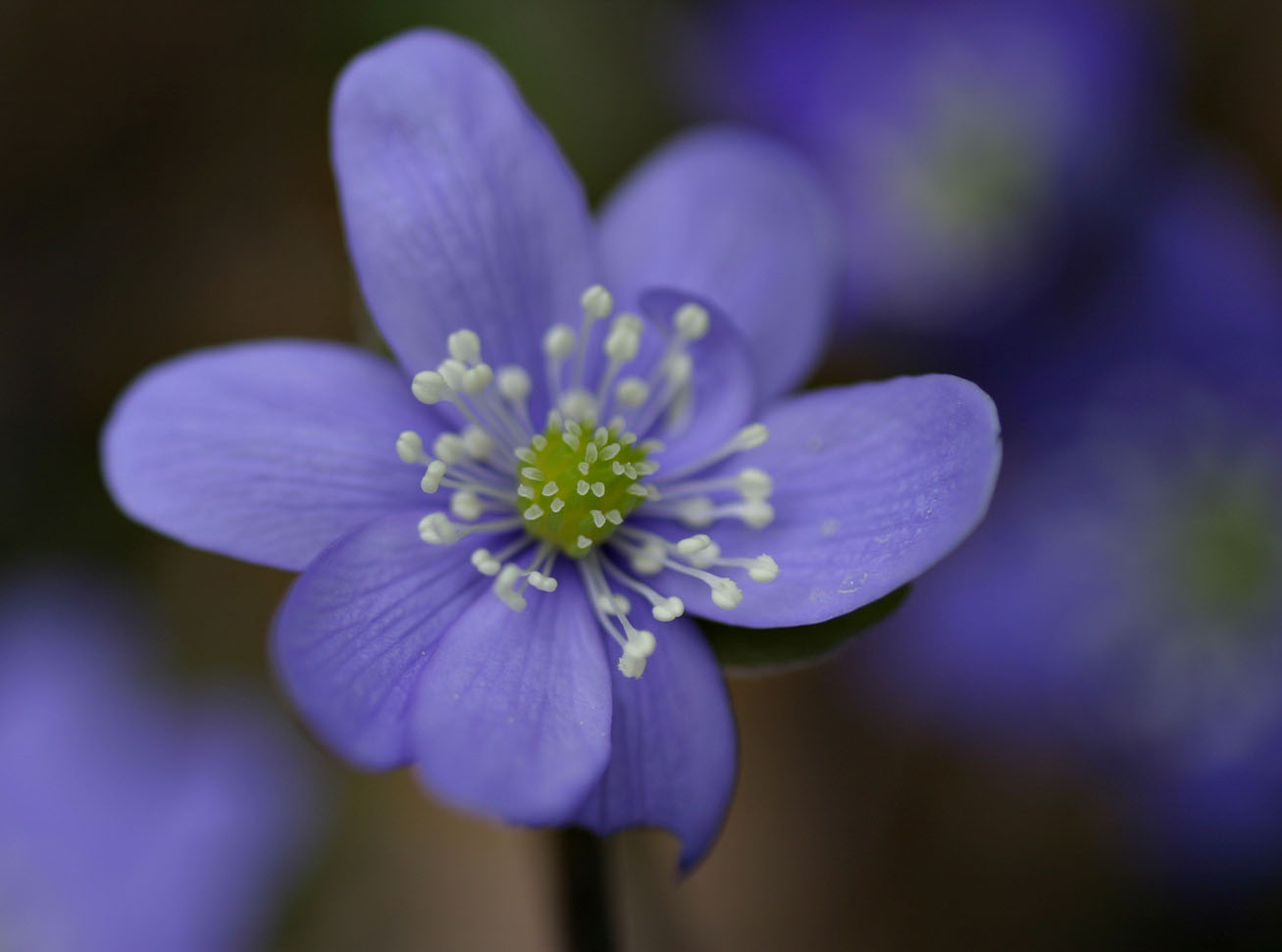 Hepatica triloba