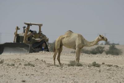 Camel_2.jpg