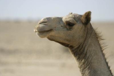 Camel_6.jpg