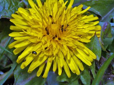 Dandelion with insects