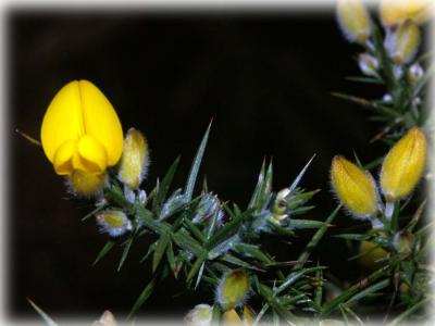 Gorse with prickle.