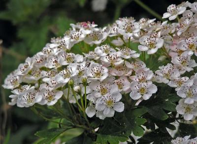 Hawthorn - May blossom.