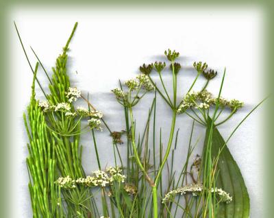 u45/margaret999/medium/29443491.horsetailand.copy.jpg