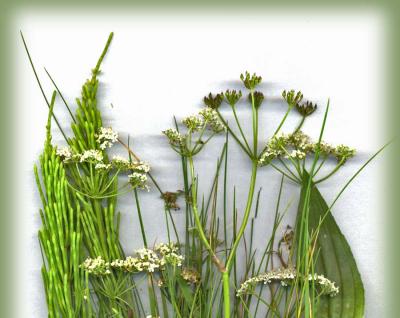 Horsetail and other weeds - scanned.