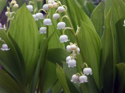 Lily of the valley - white coral bells.